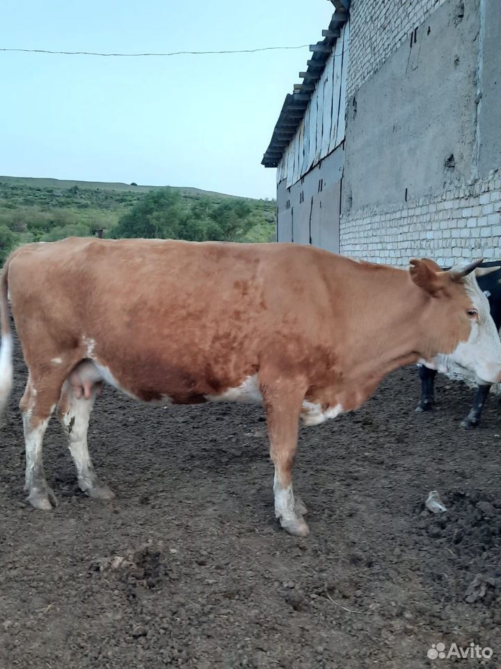 Корова с телёнком 60 тыс купить на Зозу.ру - фотография № 4