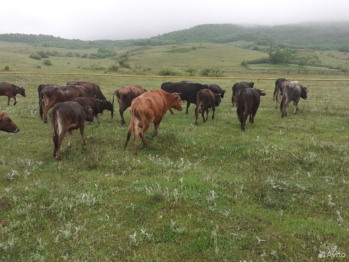 Коровы,бычки,телки купить на Зозу.ру - фотография № 2