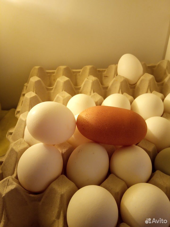Яйца и молоко козье купить на Зозу.ру - фотография № 1