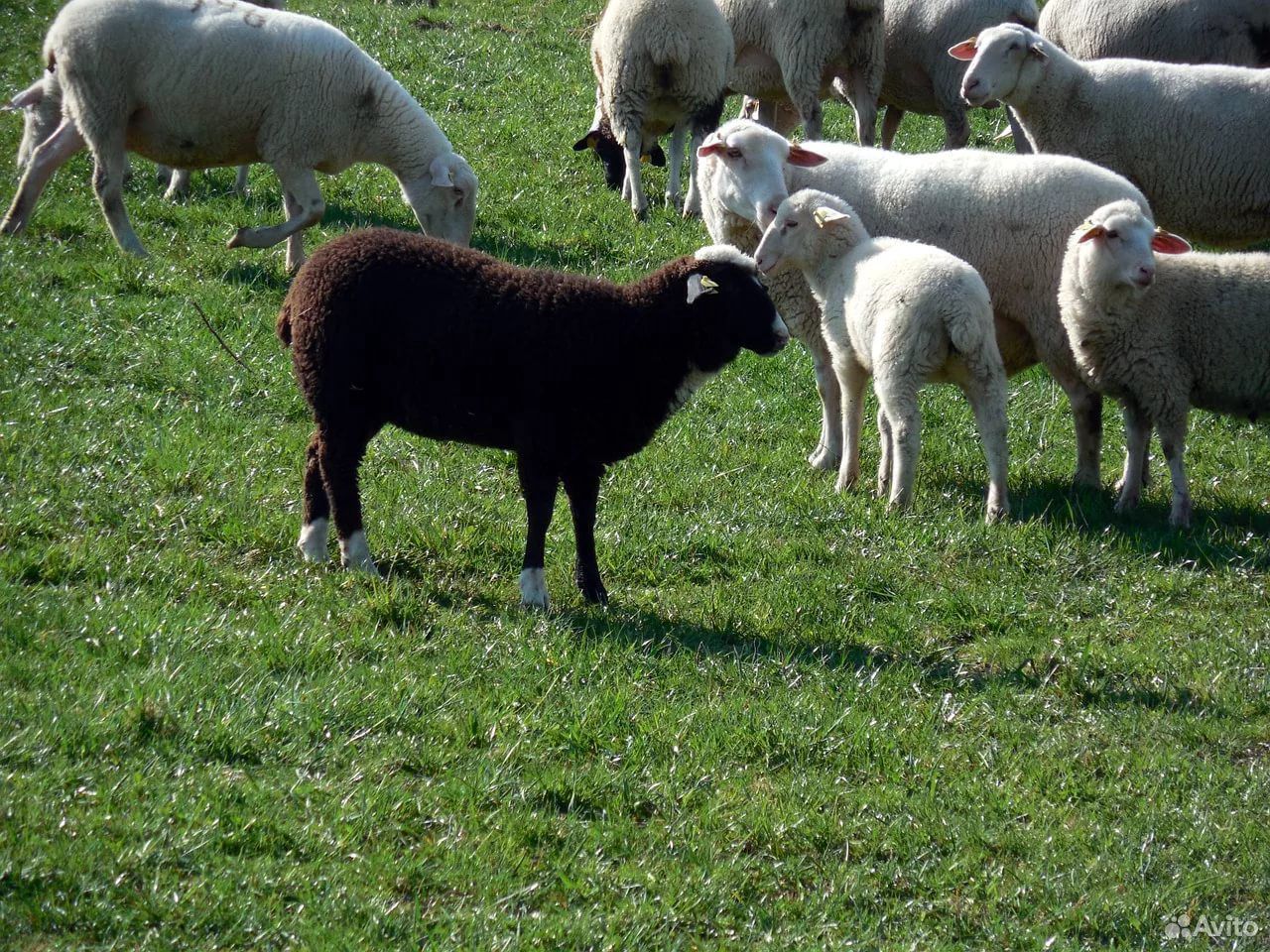 Овцы, ягнята помесные на племя, баранчики купить на Зозу.ру - фотография № 3