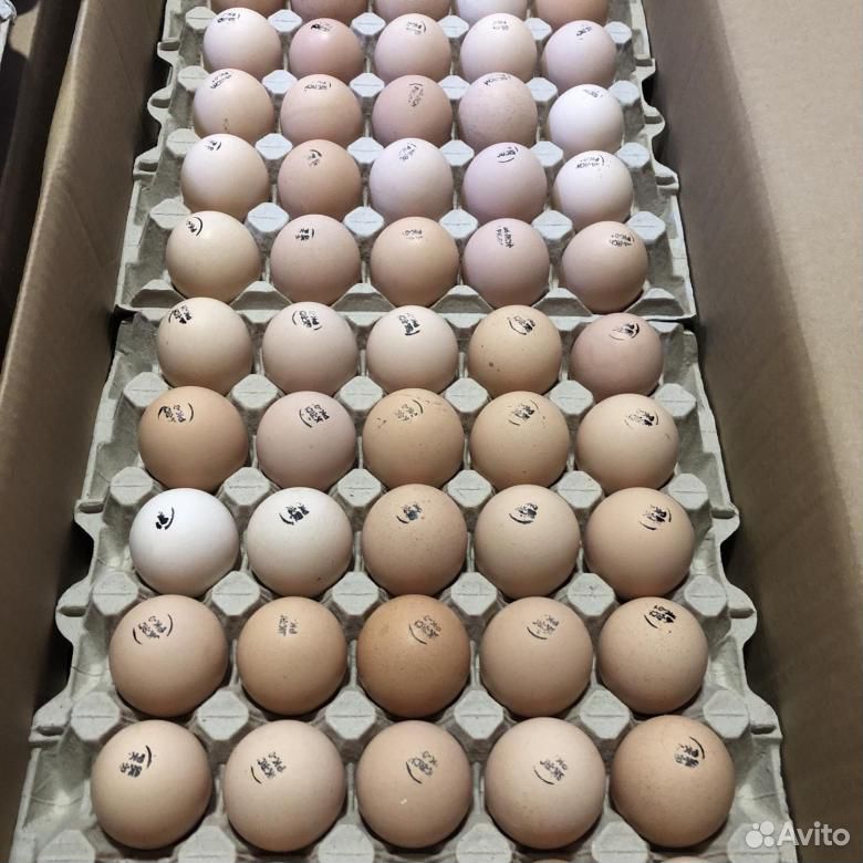Где купить яйцо бройлера для инкубатора. Инкубационное яйцо Росс 308 Чехия. Инкубационное яйцо бройлера Росс 308. Венгрия инкубационное яйцо бройлер Росс 308. Инкубация бройлеров Кобб 500.
