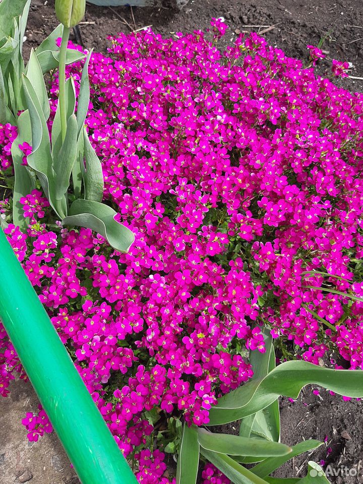 Садовые многолетние цветы купить на Зозу.ру - фотография № 4