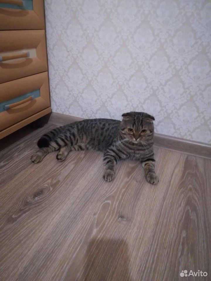 Кот в хорошие руки купить на Зозу.ру - фотография № 4