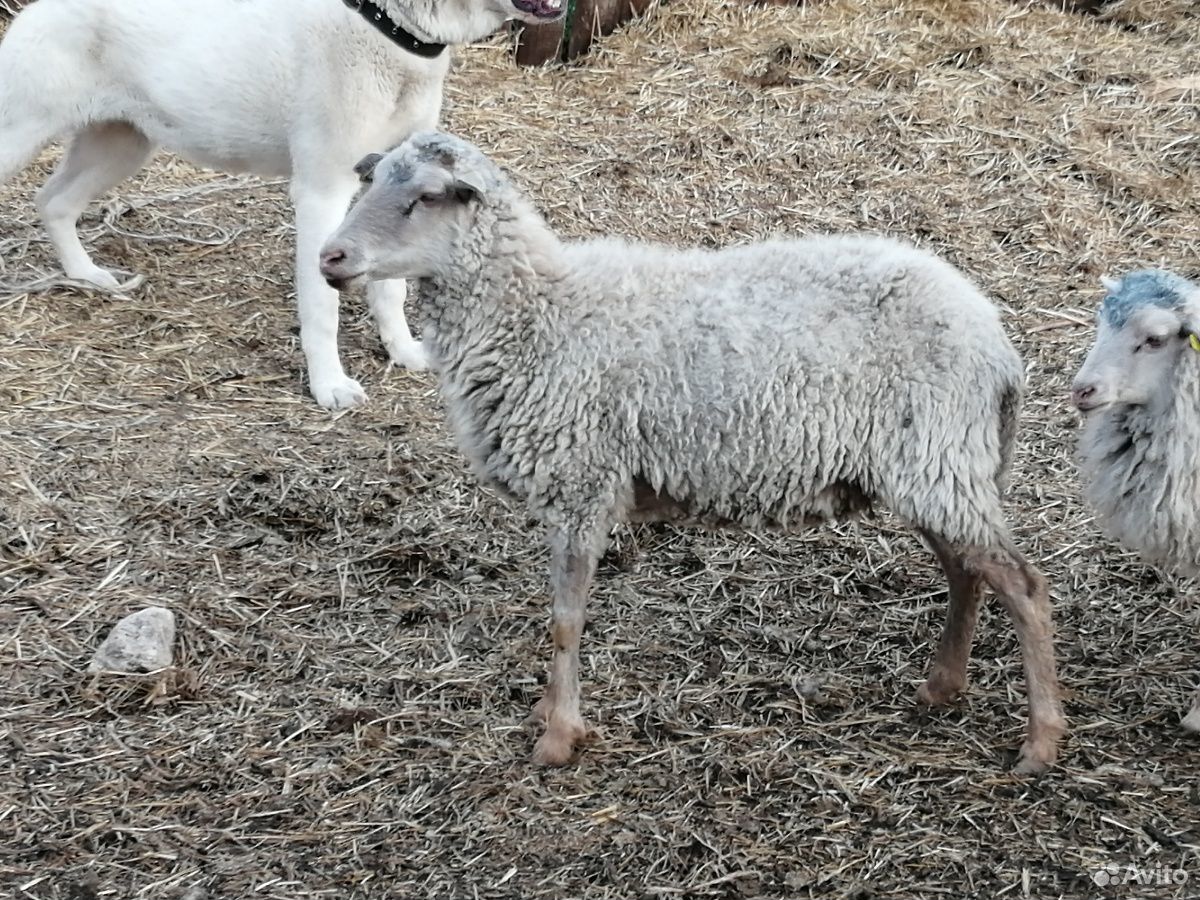 Овцы бараны доставка купить на Зозу.ру - фотография № 4