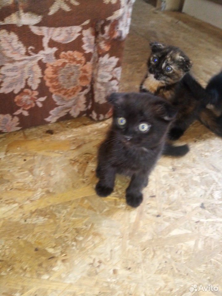 Котятки купить на Зозу.ру - фотография № 4