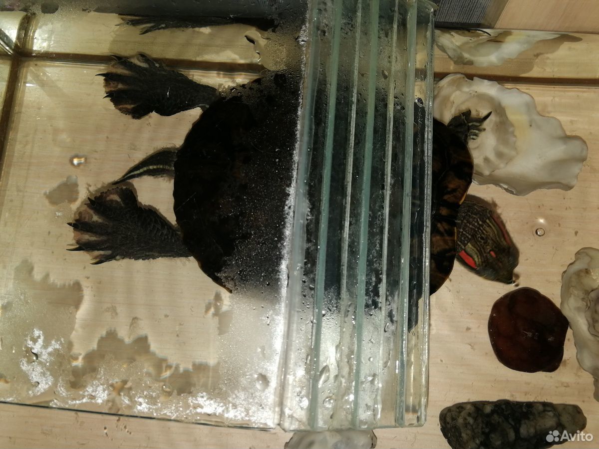 Продам красноухую черепаху купить на Зозу.ру - фотография № 1