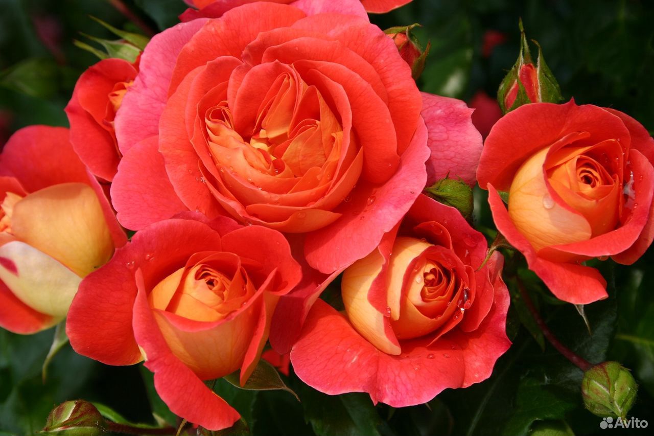 Продаются розы купить на Зозу.ру - фотография № 1