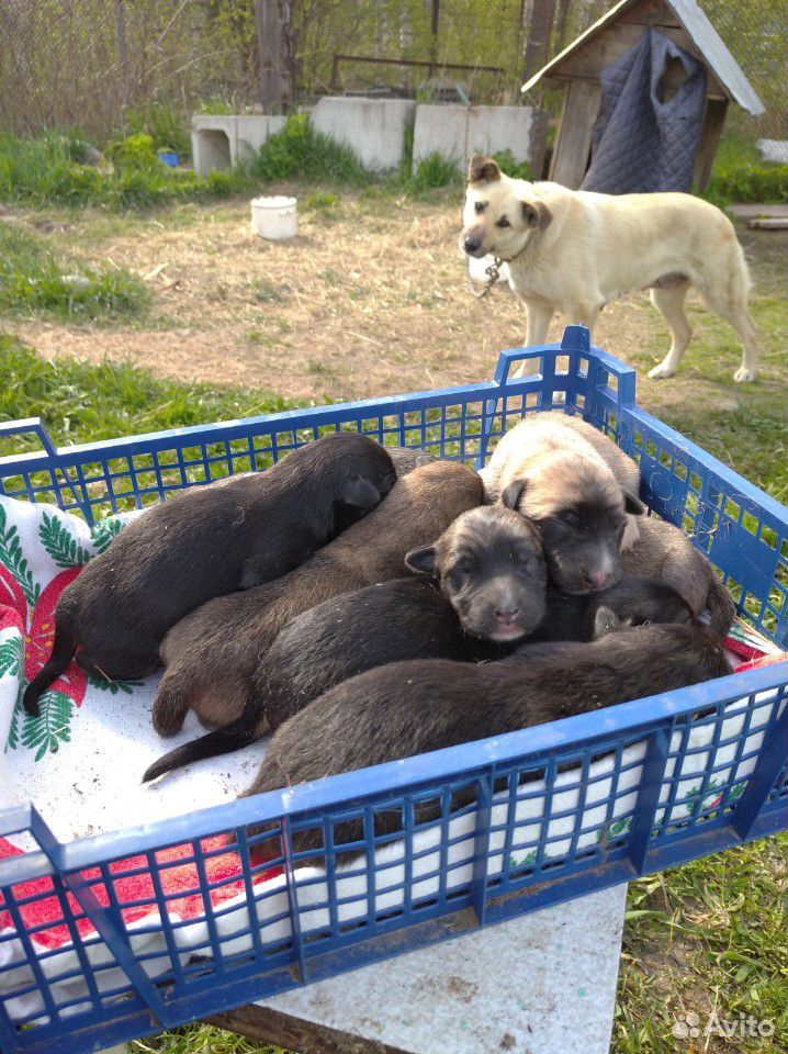 Щенки собаки купить на Зозу.ру - фотография № 1