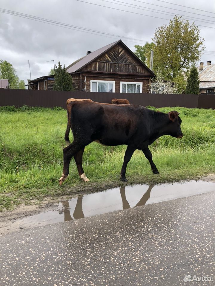 Корова (тёлка) купить на Зозу.ру - фотография № 2