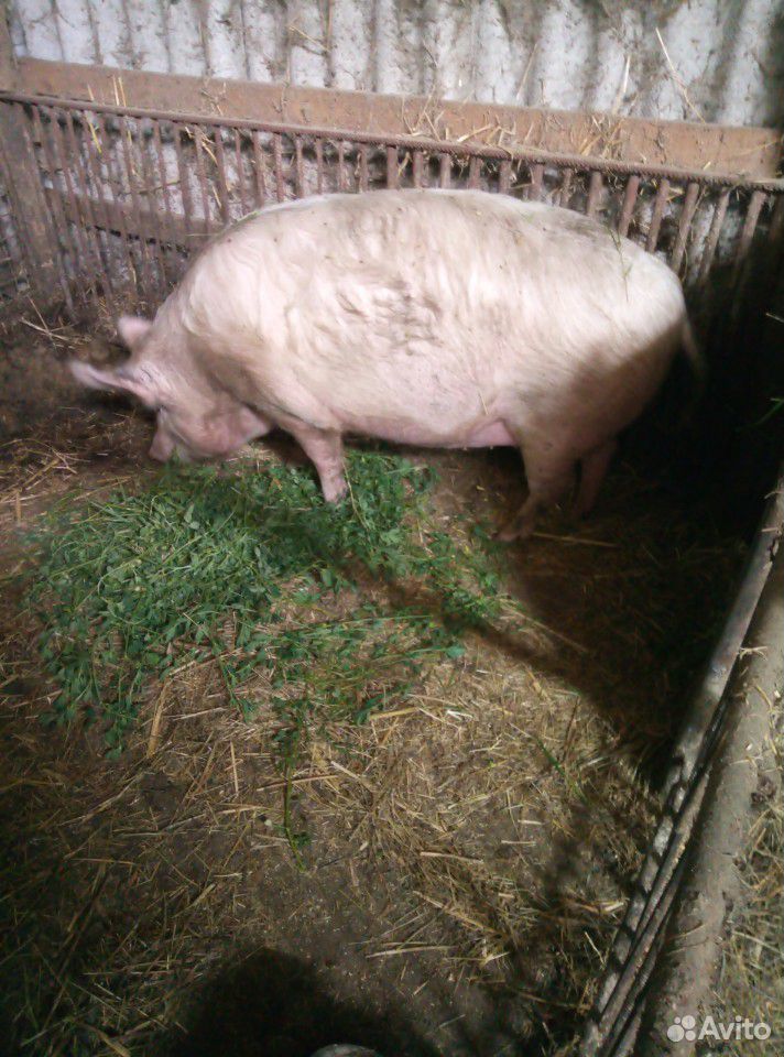 Свинья на мясо купить на Зозу.ру - фотография № 4
