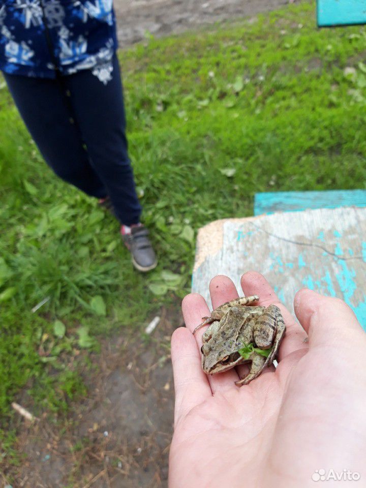Продаю лягушку землеводную купить на Зозу.ру - фотография № 2