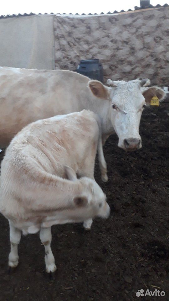 Корова с теленкам. корова 4.5 год .телка 6 месяц купить на Зозу.ру - фотография № 1
