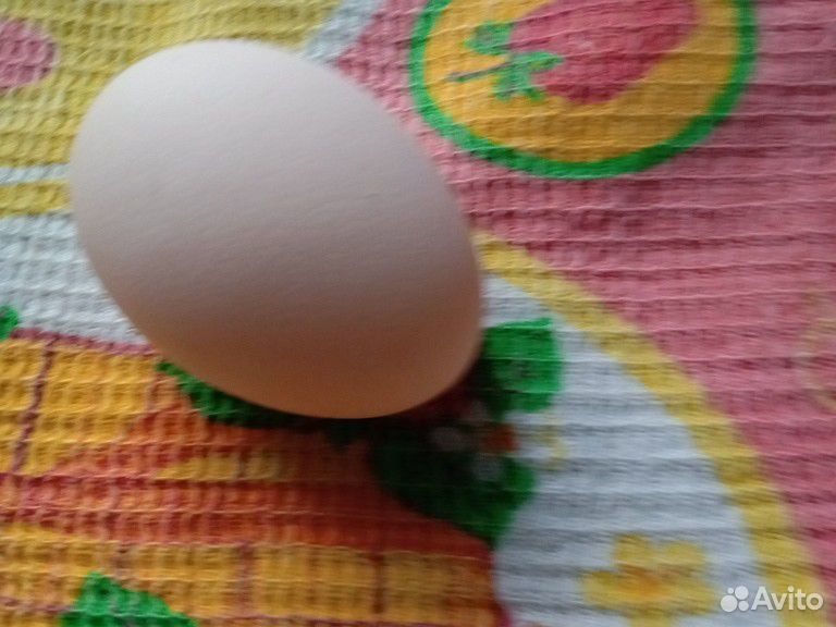 Свободное инкубаторское яйцо купить на Зозу.ру - фотография № 2