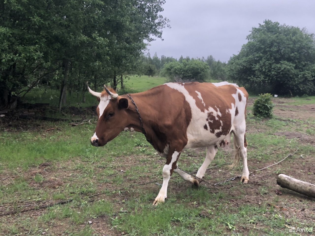 Айширская корова и телка купить на Зозу.ру - фотография № 9