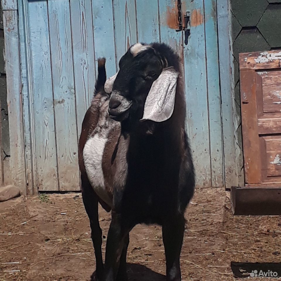 Нубийский козел купить на Зозу.ру - фотография № 4