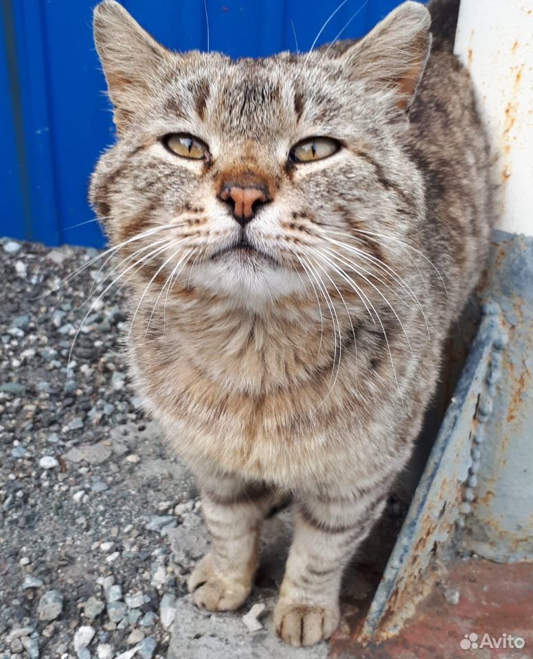 Самурайский кот Кусакин. Присмотритесь к нему купить на Зозу.ру - фотография № 1