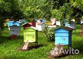 Пчелы,улья и мед купить на Зозу.ру - фотография № 1