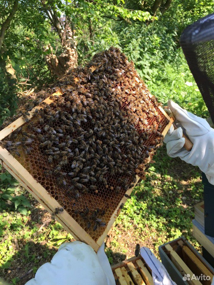 Продам пчелосемьи, рои купить на Зозу.ру - фотография № 1