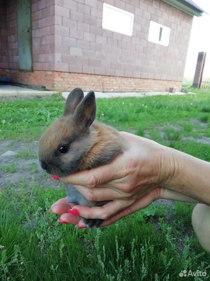 Крольчата купить на Зозу.ру - фотография № 7
