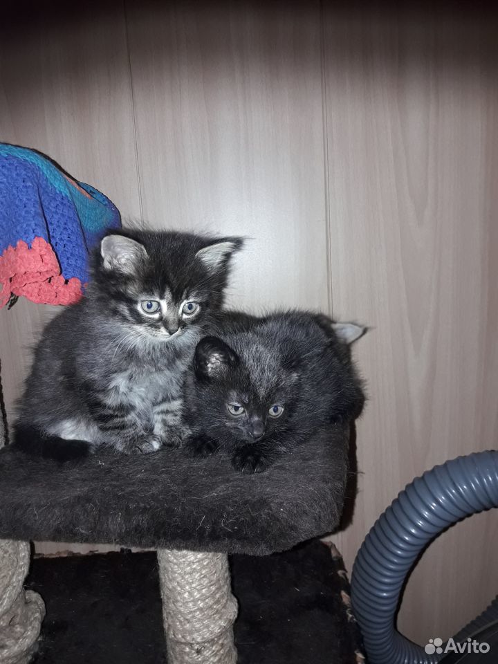 Котики 1.5 месяца купить на Зозу.ру - фотография № 1