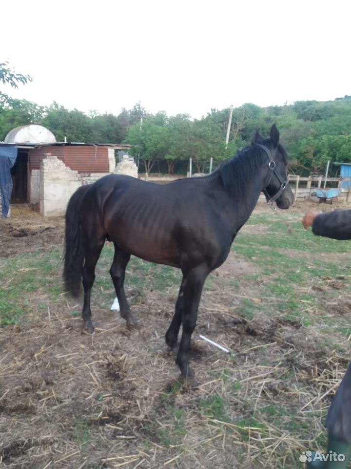 Лошадь,конь,жеребец купить на Зозу.ру - фотография № 2