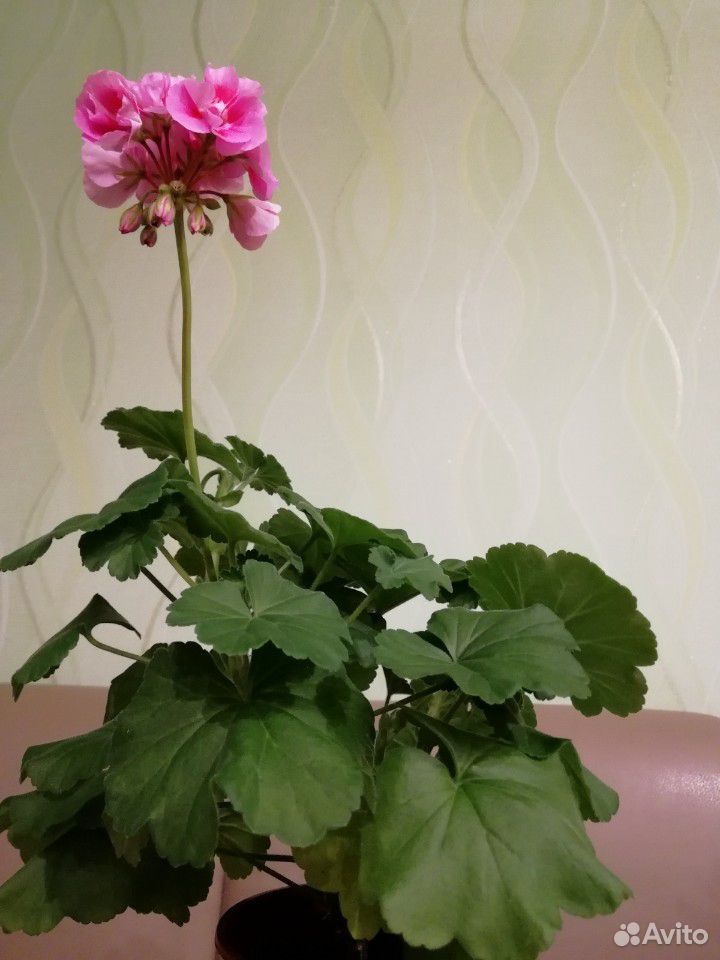 Герань (пеларгония) двухцветная розовая купить на Зозу.ру - фотография № 4