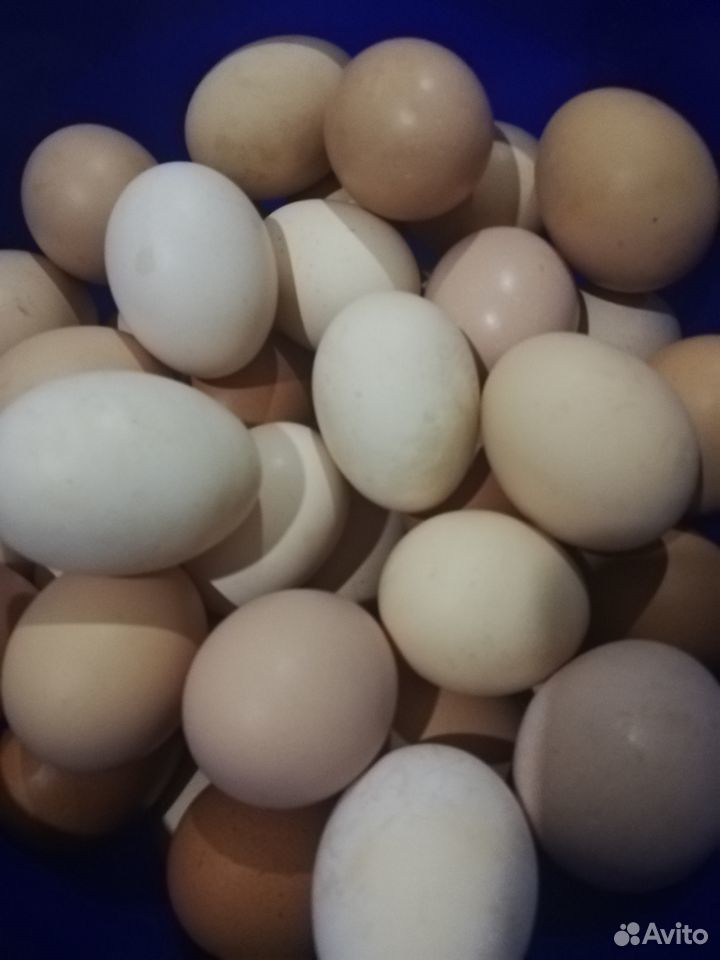 Яйцо птицы купить на Зозу.ру - фотография № 1