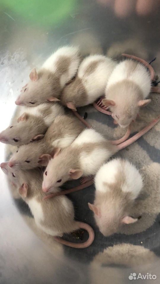 Крысы декоративные купить на Зозу.ру - фотография № 1