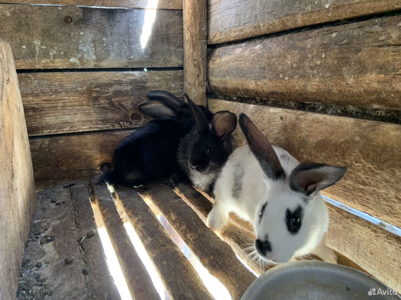 Домашние кролики купить на Зозу.ру - фотография № 5