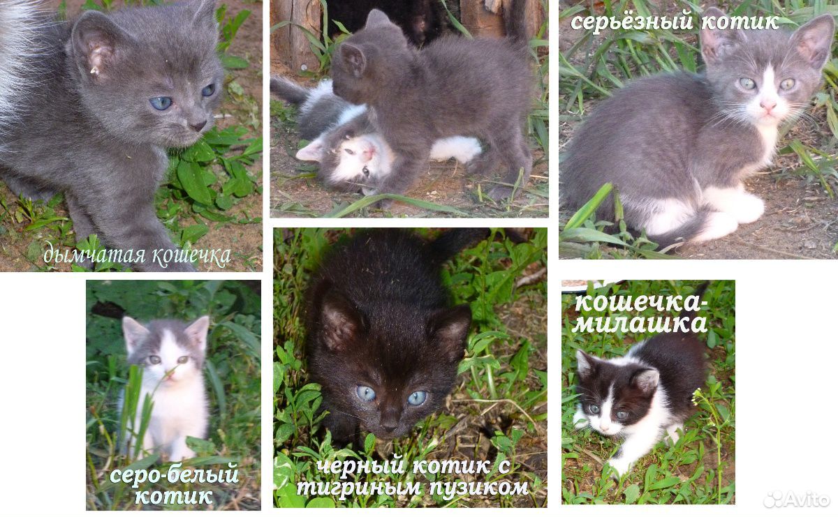 Котятки 1 месяц в заботливые руки купить на Зозу.ру - фотография № 1