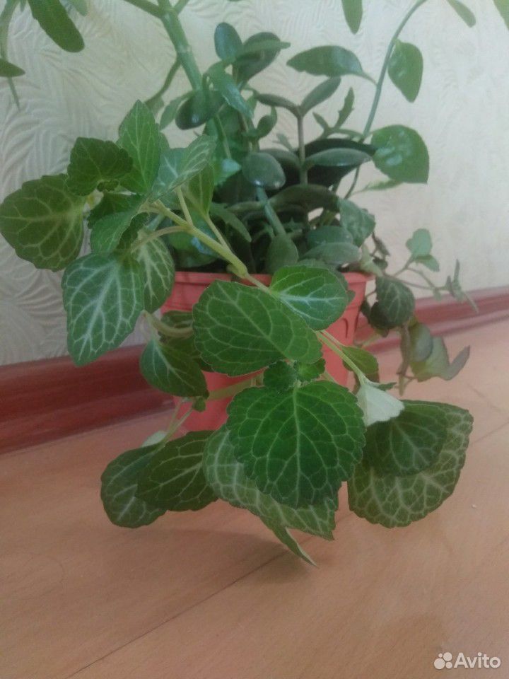 Комнатные растения, цветочный садик купить на Зозу.ру - фотография № 4