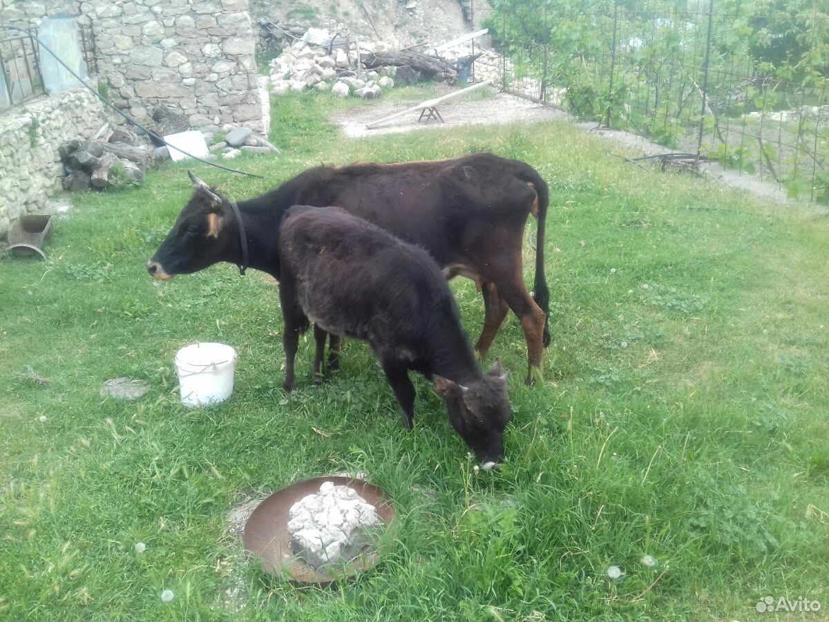 Корова и бычок купить на Зозу.ру - фотография № 3