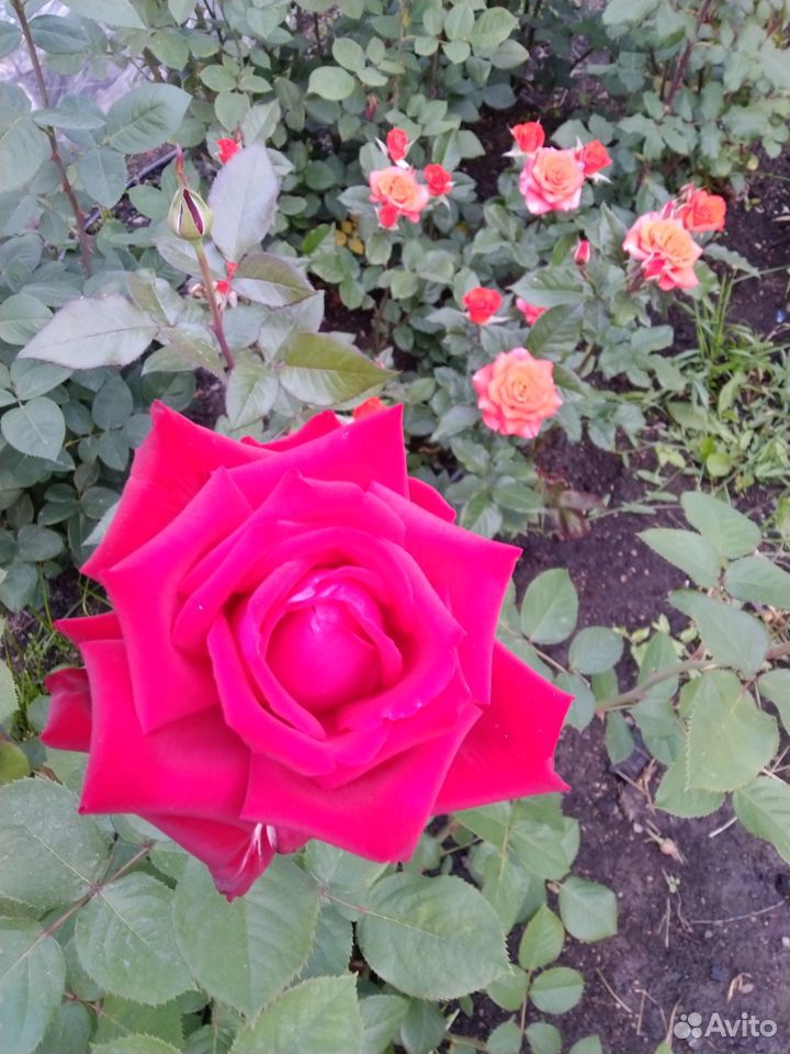 Розы кустовые купить на Зозу.ру - фотография № 4