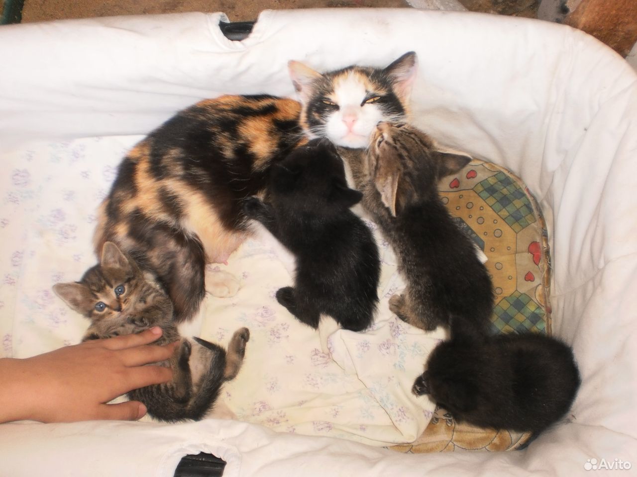 Котейки от мамы мышеловки купить на Зозу.ру - фотография № 3