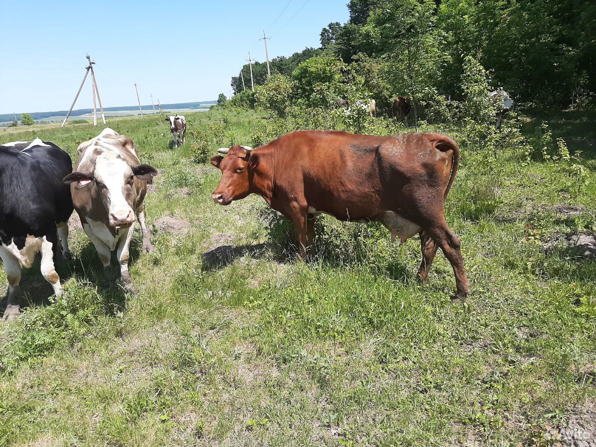 Коровы купить на Зозу.ру - фотография № 5