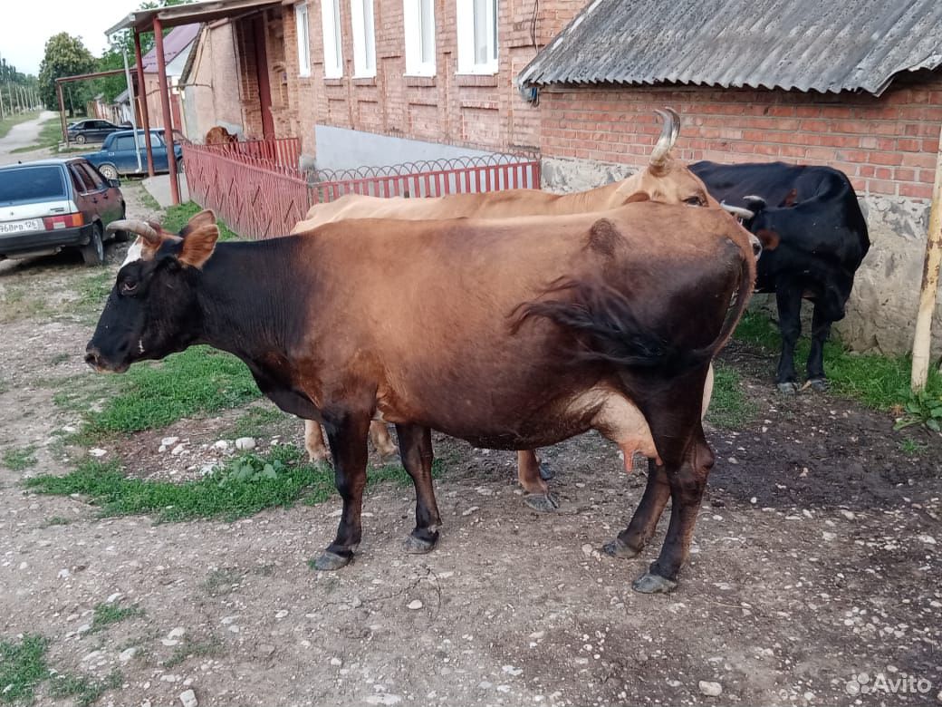Корова дойная,с теленком дает 12литров молока купить на Зозу.ру - фотография № 2