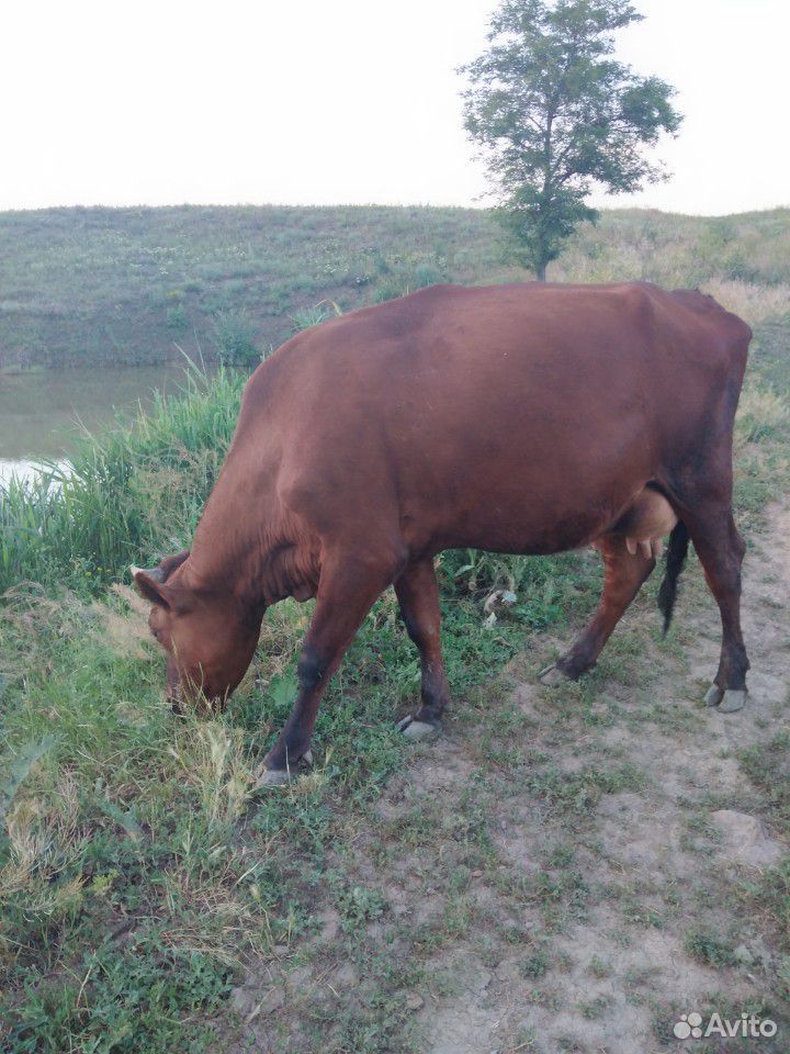 Молодая корова купить на Зозу.ру - фотография № 1