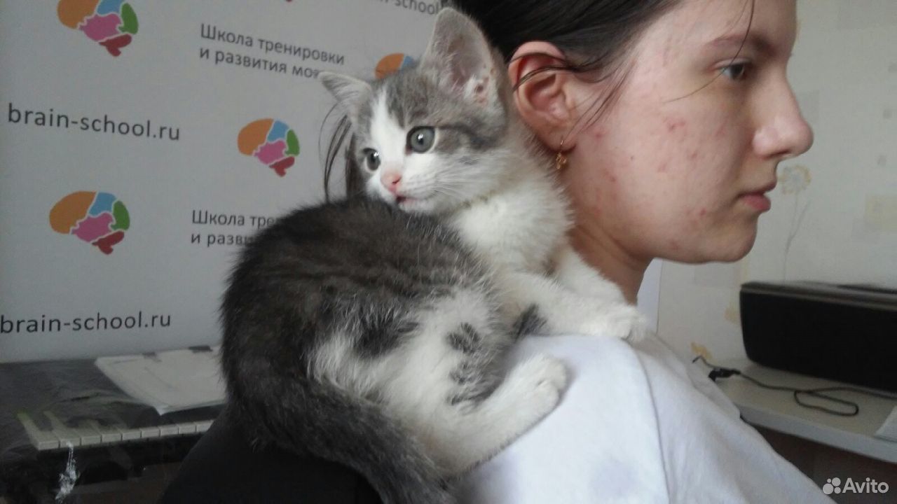 Ласковый котенок потерялся и ищет заботливых хозяе купить на Зозу.ру - фотография № 1