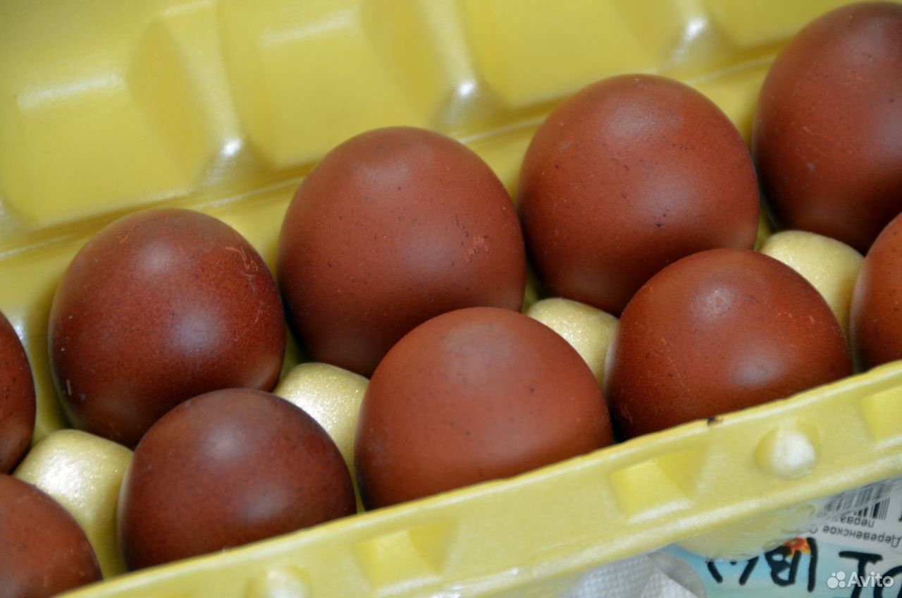 Инкубационное яйцо марана купить. Яйцо Марана инкубационное. Маран черно медный яйца. Яйцо Марана инкубационное купить. Маран черно медный купить инкубационное яйцо.