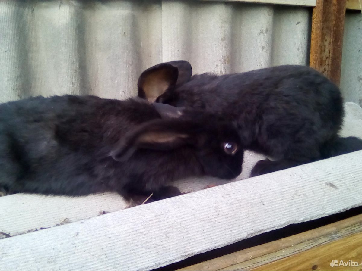 Кролики от 3 месяцев купить на Зозу.ру - фотография № 4