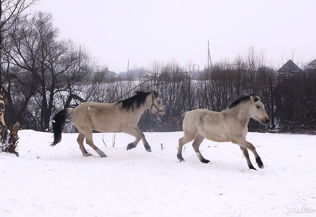 Мини лошади и Белорусские упряжные купить на Зозу.ру - фотография № 10