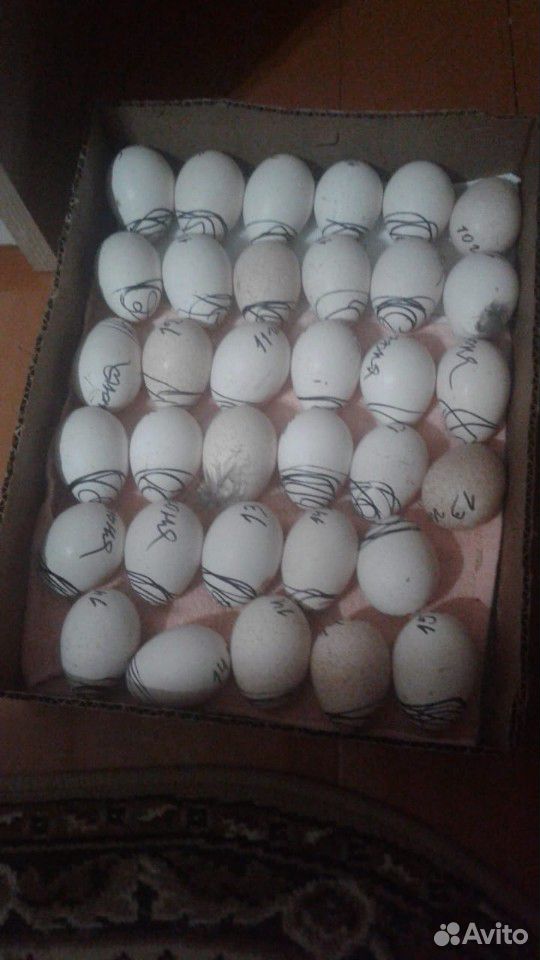 Яйца индюшиные инкубационные купить на Зозу.ру - фотография № 1