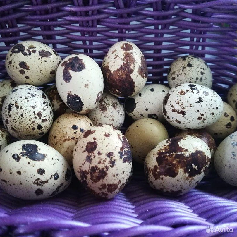 Яйцо перепелиное. Свежайшее купить на Зозу.ру - фотография № 1