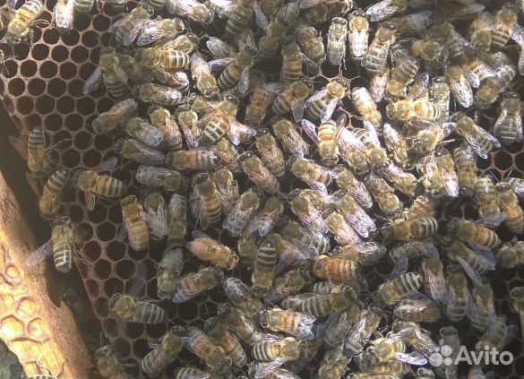 Пчеломатки Карника Карпатка,Кардаван F1 купить на Зозу.ру - фотография № 4