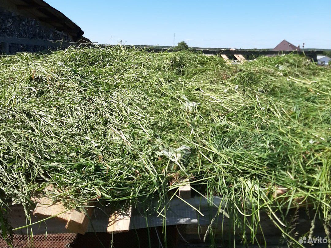 Продам свежескошенную траву и сено в мешках купить на Зозу.ру - фотография № 1