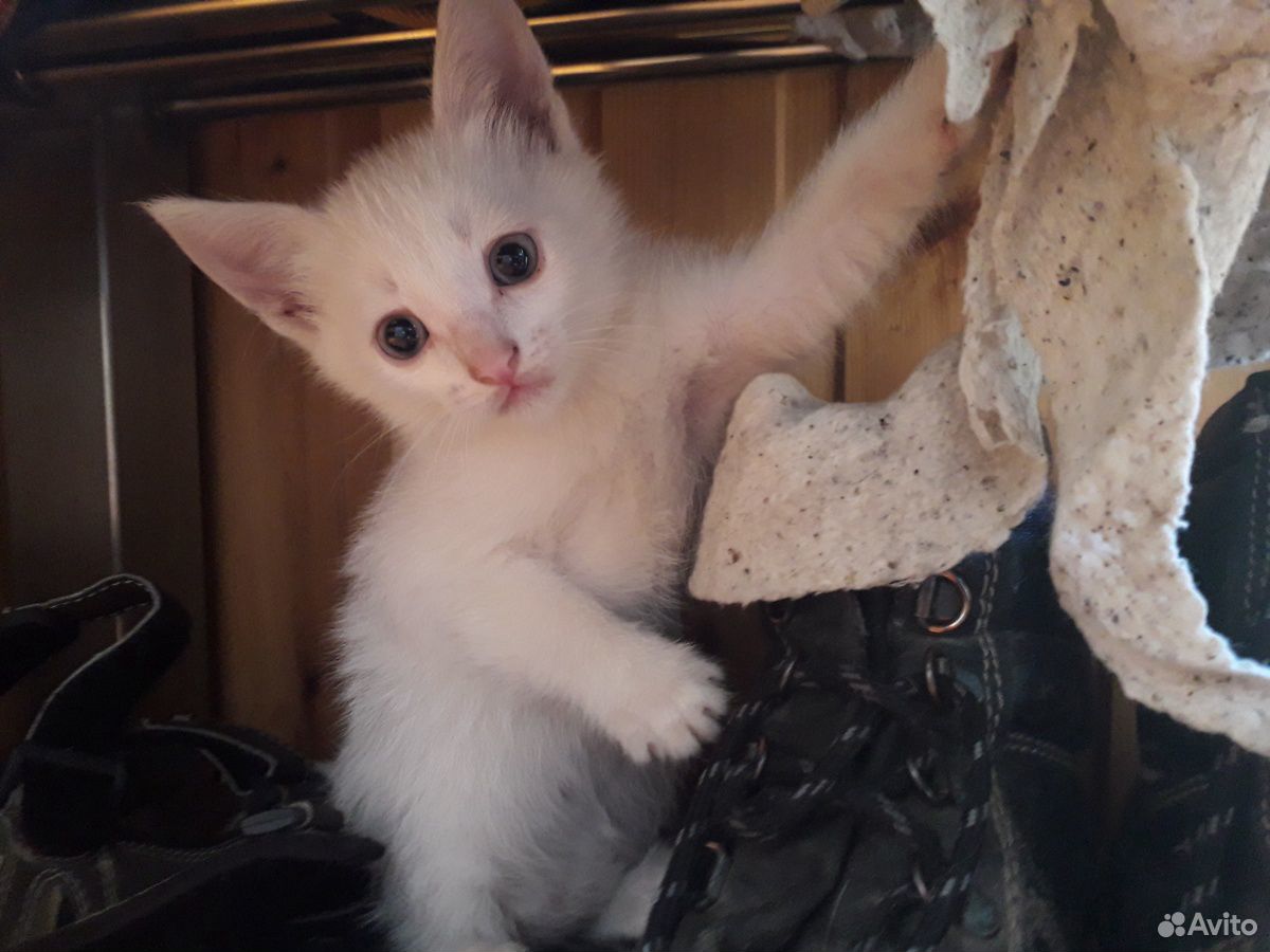 Белые котята купить на Зозу.ру - фотография № 7