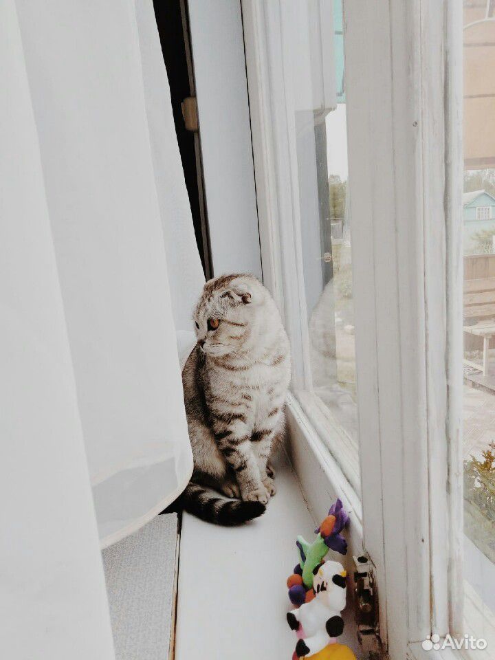 Кошечка в поисках дома купить на Зозу.ру - фотография № 1