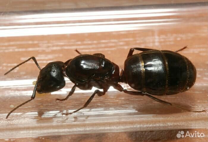 Матка муравьёв вида Camponotus saxatilis купить на Зозу.ру - фотография № 1