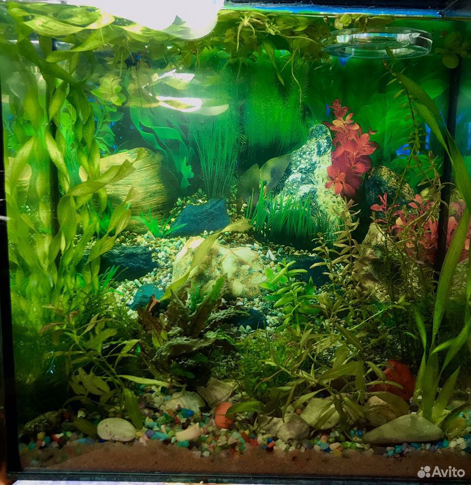 Готовый аквариум на 13 литров купить на Зозу.ру - фотография № 8