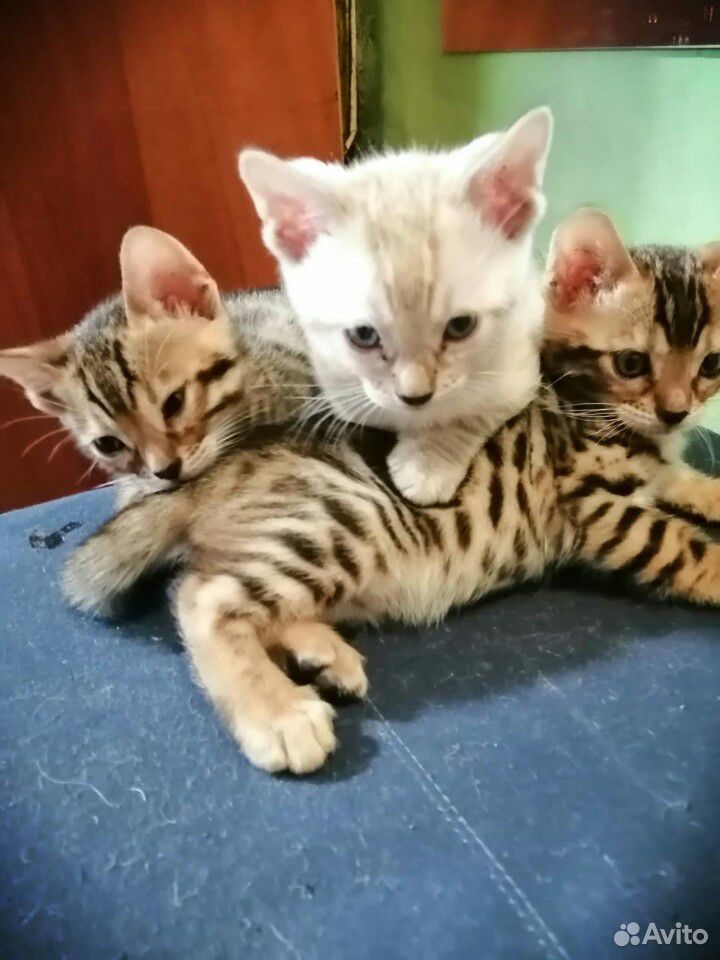Бенгальские котята купить на Зозу.ру - фотография № 1